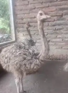 sepasang burung raksasa ostrich 3 bulanan 1 meter siap koleksi exotik