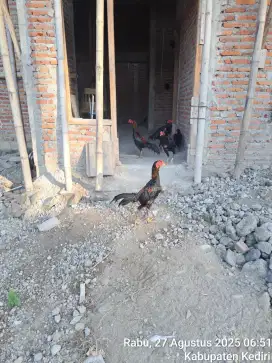 Ayam Bangkok 6 Bulan
