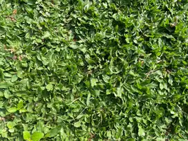 Rumput gajah mini taman
