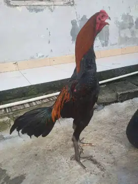 Jual ayam Bangkok