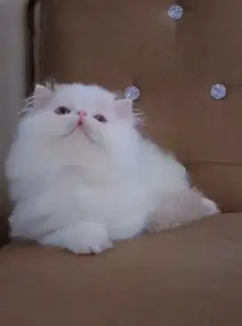 Kucing persia peaknose