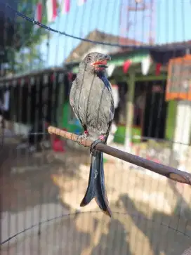 Srigunting abu mata putih