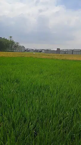 Tanah sawah Murah Di Bojongsoang Bandung