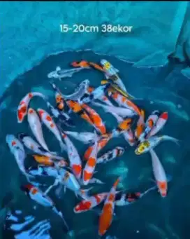 Jual paket ikan koi 30 ekor size-+15-20cm
