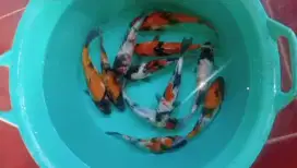 Dijual ikan koi showa size-+18-20cm