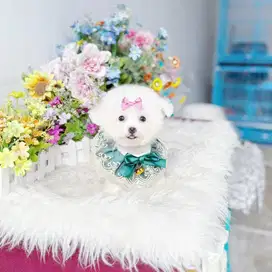 Super mini korean bichon frise female size super kecil bloodline korea