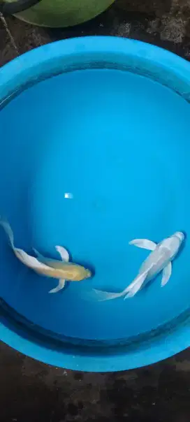 Koi kumpay platinum dan ogon 22cm