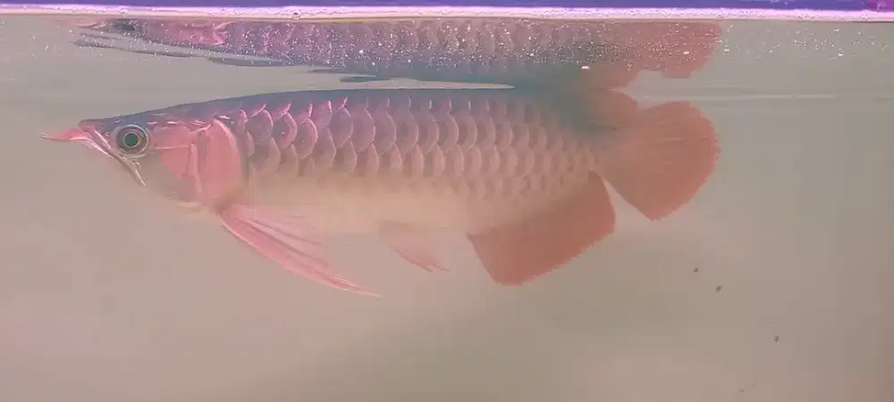 Arowana super red 38-40cm
