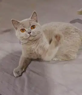 Kucing british shorthair bsh british short hair