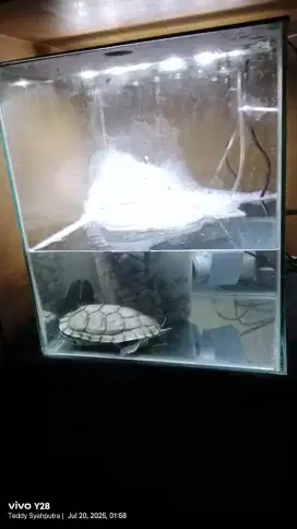 Aquarium Murah ada isi Kura2