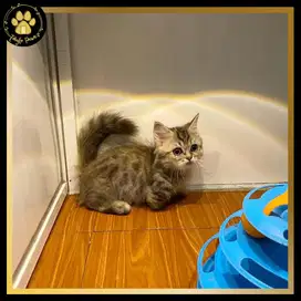 MUNCHKIN CEBOL MINUET LONGHAIR BETINA TABBY