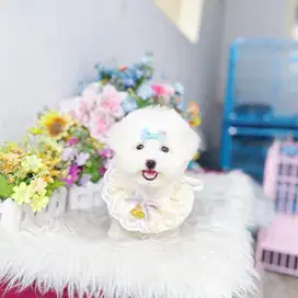 Korean mini bichon frise male super cute face bloodline import korea