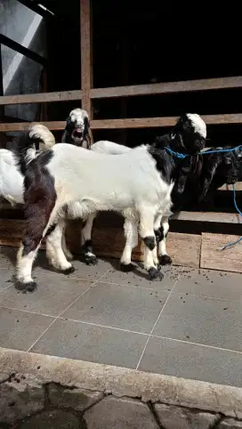 jual kambing domba aqiqah, paket aqiqah, kambing hidup / potong cacah.
