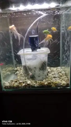 Aquarium 30 x 30 x 30 isi beberapa Ikan