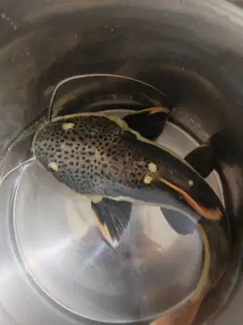 Predator Red Tail Cat Fish