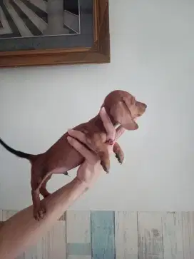 Puppies Tekel, dachshund