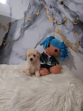 Poodle jantan apricot