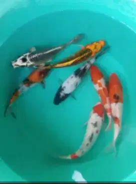 Dijual paket ikan koi 7 ekor size-+18-20cm