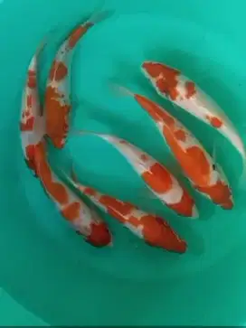 Dijual ikan koi kohaku size-+18-20cm