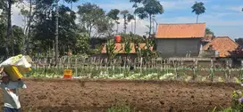 Jual Tanah Kavling Murah di Maribaya Cibodas Mainroad Lembang Bandung