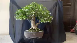 Bonsai Anting Putri Kontes Regional juara harapan