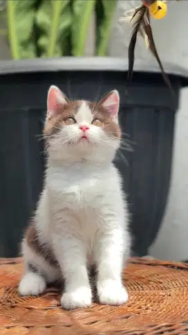 Bsh cinnamon bico