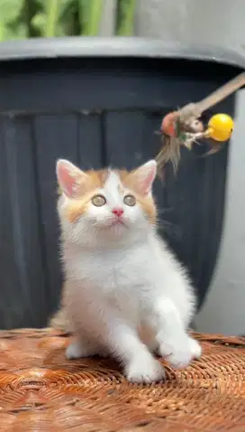 Bsh calico cinnamon