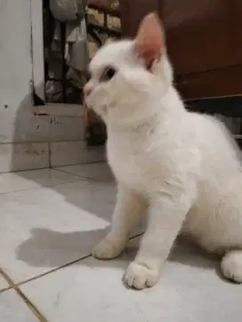 OPEN ADOPS KUCING PERSIAN