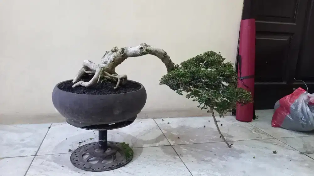 Bonsai Sancang kelas kontes ~PremnaMicrophylla