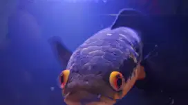 Channa Maru Red Barito 40cm
