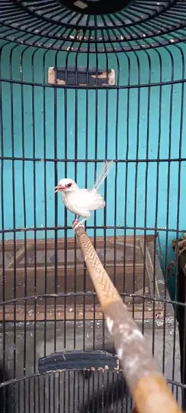 Murai batu albino betina