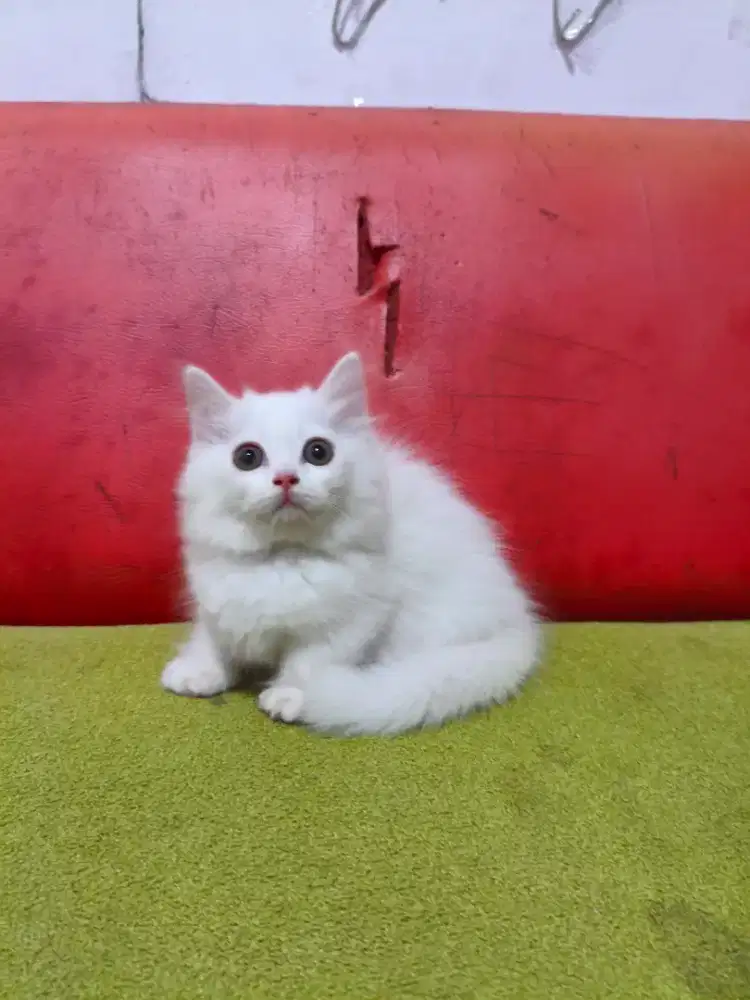 Munchkin Putih bersih Mata Odd eyes Unik