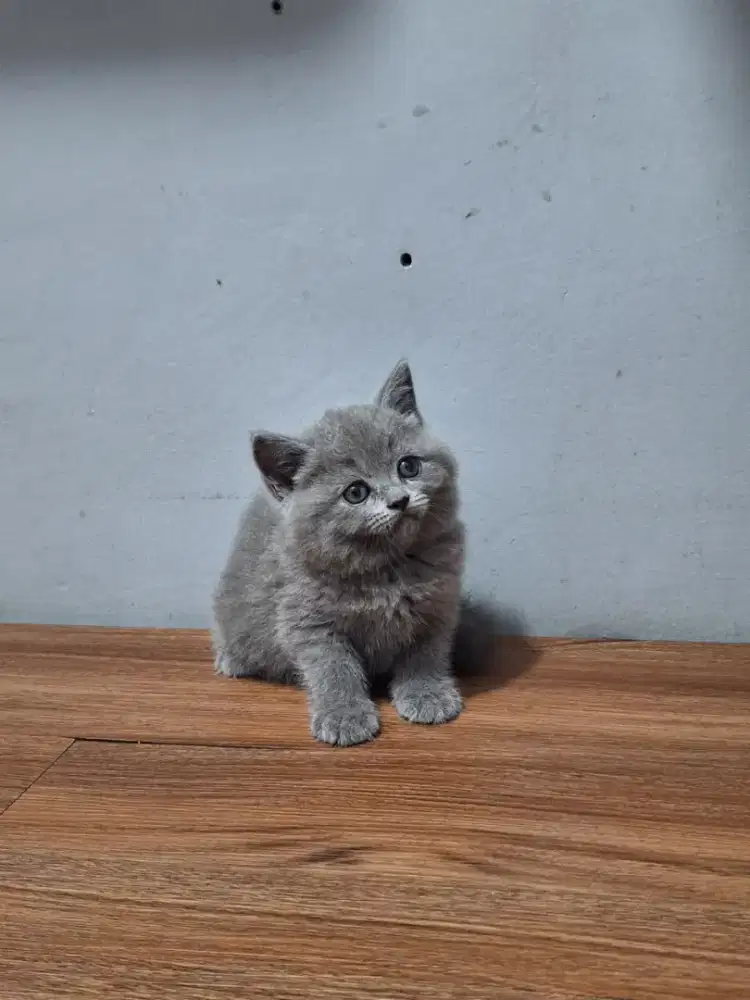 Kitten British Shorthair betina Blue Solid