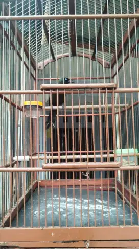 Jual kandang burung