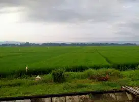 Tanah Sawah Pertanian Produktif Dempelrejo Ngampel Kendal