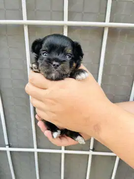 CHIPOO (CHIHUAHUA MIX POODLE) BETINA HITAM