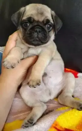 DIJUAL ANAK ANJING PUG