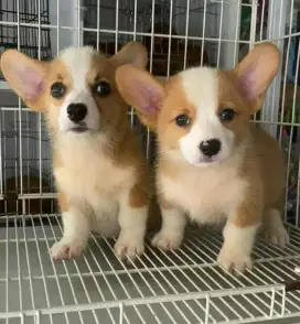 DIJUAL ANAK ANJING CORGI