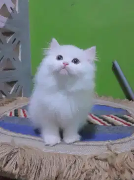 kitten persia #kittenlucu
