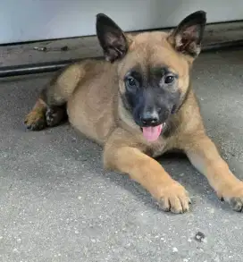 DIJUAL ANAK ANJING BELGIAN MALINOIS