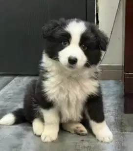 DIJUAL ANAK ANJING BORDER COLLIE