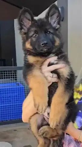 DIJUAL ANAK ANJING HERDER/GSD