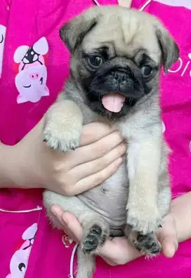 DIJUAL ANAK ANJING PUG