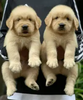DIJUAL ANJING GOLDEN RETRIEVER