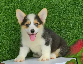 DIJUAL ANAK ANJING CORGI