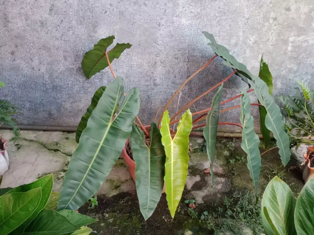 PILODENDROON BILLIETIAE ORI/KABEL BUSI ORI SEHAT+DAUN BESAR@LIMO