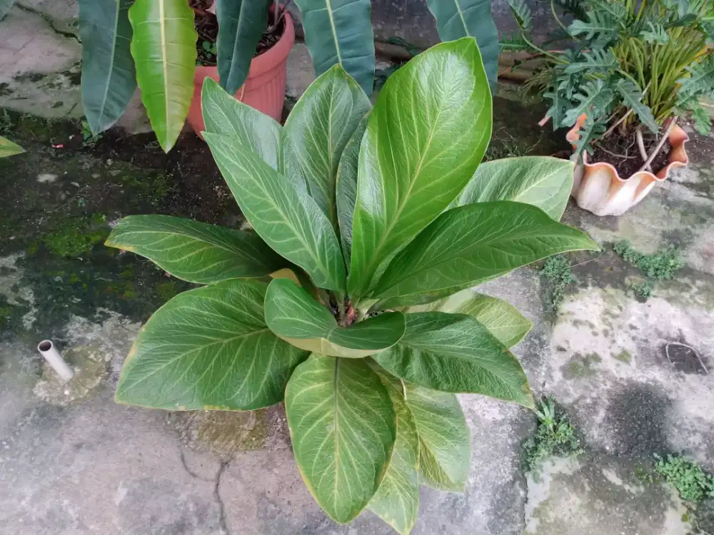 ANTHURIUM JENMANII COBRA+SEHAT SEKALI+16 DAUN @ LIMO
