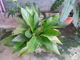 ANTHURIUM JENMANII KOL+SEHAT SEKALI 35DAUN @ LIMO