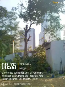 Jasa tebang pohon