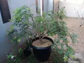 Pohon Anggur Brazil+sehat sekali umur 2thn dan siap berbuah 1thn lagi
